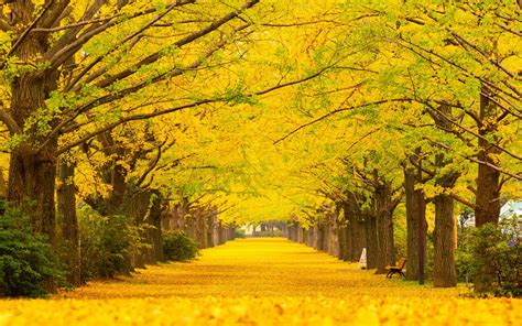 銀杏|Ginkgo